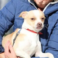 Pheebe ist ein süßer, lieber Feger!, Hündin zur Adoption