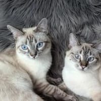 Mira & Marlene - einfach nur süüüß!, Katze zur Adoption