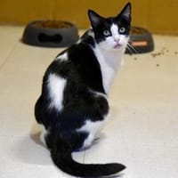 Stacy - sehr gutmütig und freundlich, Katze zur Adoption