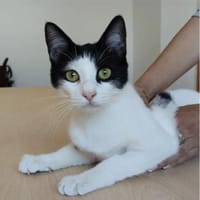 Lica - sehr verschmustes Kuhfellchen, Katze zur Adoption