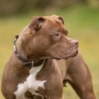 Joy, Hündin zur Adoption