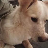 Kasimus sucht ein ländliches Zuhause, Hund zur Adoption