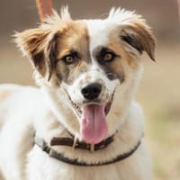 Mazda, Hündin zur Adoption