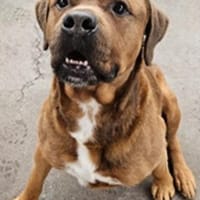 Effe, super Typ, Hund zur Adoption