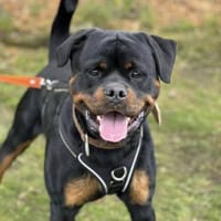 Smartie, Hund zur Adoption