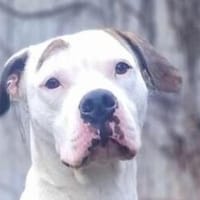 Stone, Hund zur Adoption