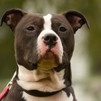 Ty, Hund zur Adoption