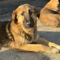 SISSY - verspielt und menschenbezogen, Hündin zur Adoption