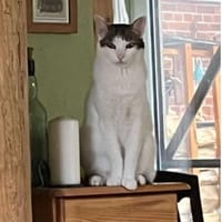 Rafaela - super süß und verschmust, Katze zur Adoption