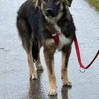 Scotty dringend Zuhause gesucht, Hund zur Adoption