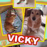 kleine süße Vicky auf PS in 90562, Hündin zur Adoption