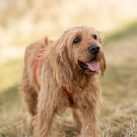 Oscar - leise Seele sucht sichere Hände, Hund zur Adoption