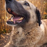 Monci der Kuschler, Hund zur Adoption