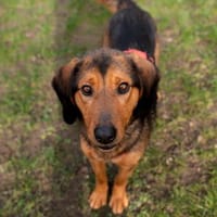 Cara unser Seelenhund..., Hündin zur Adoption