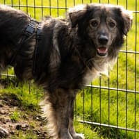 Ein großes Herz namens Sam, Hund zur Adoption