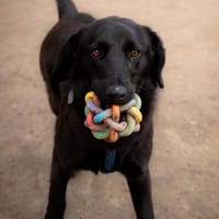 Milana sucht ihr Glück ..., Hündin zur Adoption