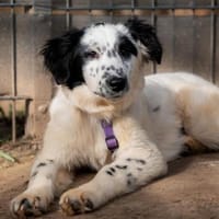 Neria sucht ihre Menschen..., Hündin zur Adoption