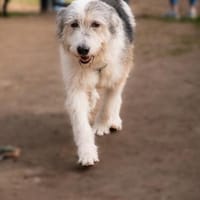 Amelio sucht sein Für- immer Zuhause..., Hund zur Adoption