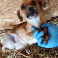 Camilla 30 cm (Pflegestelle), Hündin zur Adoption