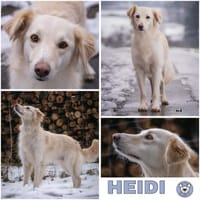 HEIDI -berührende Seelenhündin-, Hündin zur Adoption