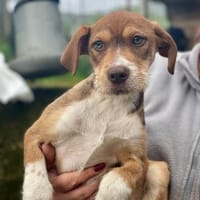 VALERIO 💛💛💛 kleiner Hundebub, Hund zur Adoption