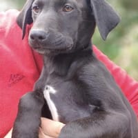 JINNY 💚💚💚 freundliches Hundemädchen, Hündin zur Adoption