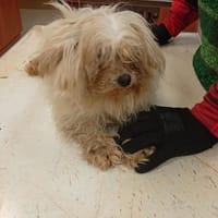 Ariel, kleines Malteser Mädchen geb.2017, Hündin zur Adoption