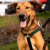 Jack sucht liebevolle Familie..., Hund zur Adoption