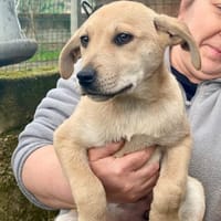VINCENZO  verspielt & gesellig, Hund zur Adoption