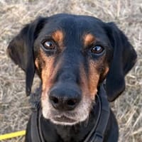 Neria, geb. 11/2020, 95168 Marktleuten, Hündin zur Adoption