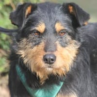 Joschi 43cm geb. 09/25 wartet in Müden, Hund zur Adoption