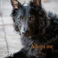 Sanfter Szike in 38268 Lengede-Broistedt, Hund zur Adoption