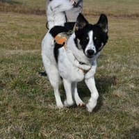 Zuhause gesucht für Adi, Hund zur Adoption