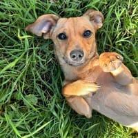 Zauberhafte Kloè in 56220 Bassenheim, Hündin zur Adoption