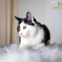 PIPO  Schmusekitten sucht Happy Home, Kater zur Adoption