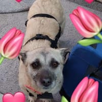 Lolly - eine besondere Hündin (C), Hündin zur Adoption