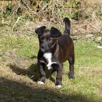 Möchten Sie Pius ein Zuhause geben?, Hund zur Adoption