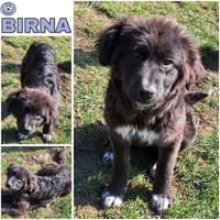 BIRNA -rundum tolles Hundekind-, Hündin zur Adoption