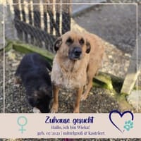 Wieka - Mama und Kämpferin sucht Dich, Hündin zur Adoption
