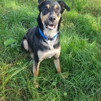 LINA 💛💛💛 sanft und liebenswert, Hündin zur Adoption