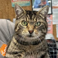 ZELIE, chatte à adopter