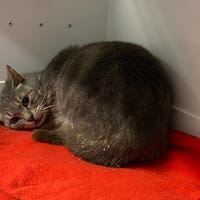 WILL, chat à adopter