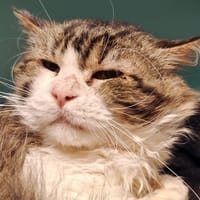 SCHEPS, chat à adopter