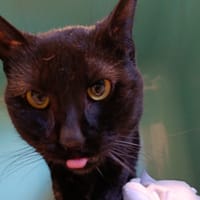 MISTINGUETTE, chatte à adopter