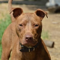 SEPTIN CHAO12017, chien à adopter