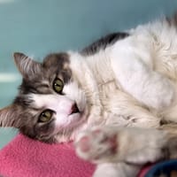 Dydou, chat à adopter