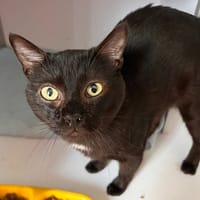 SURYCAT (réservé), chat à adopter