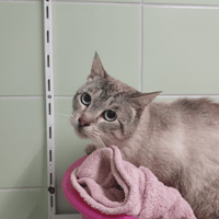 POLTRONE, chat à adopter