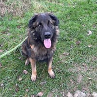 TANGO VAA23891, chien à adopter