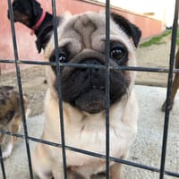 MAXIMILIEN, chien à adopter